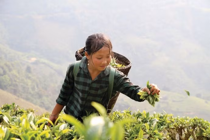 Dans le cadre du programme, plus de 36 600 ménages participent à 383 modèles d’élevage et de culture. Photo : VNA.
