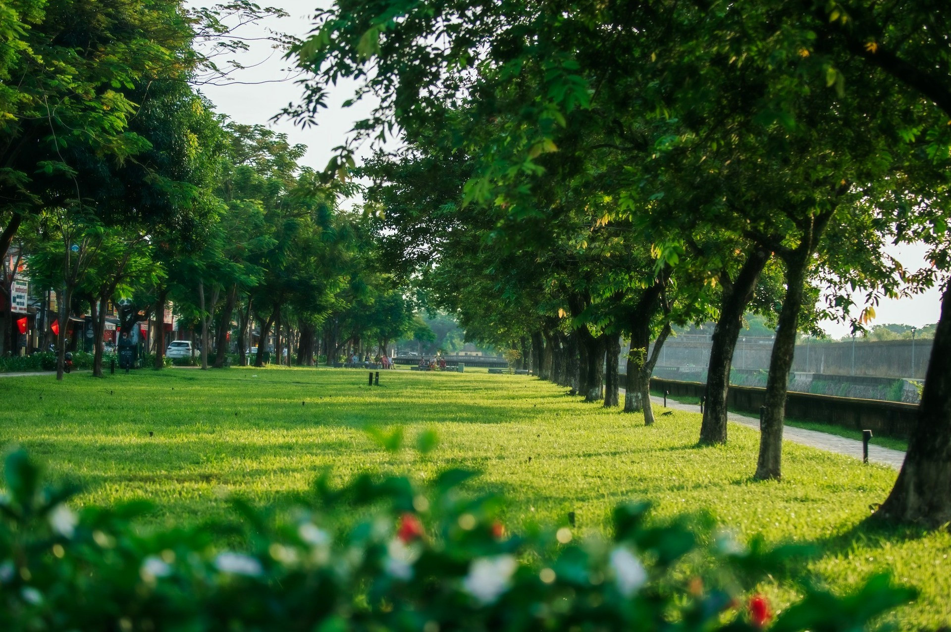Un alignement d’arbres soigneusement plantés longe la route goudronnée, conférant à l’ensemble un charme ordonné et naturel. Photo : Vietnamnet. hue-8.jpg