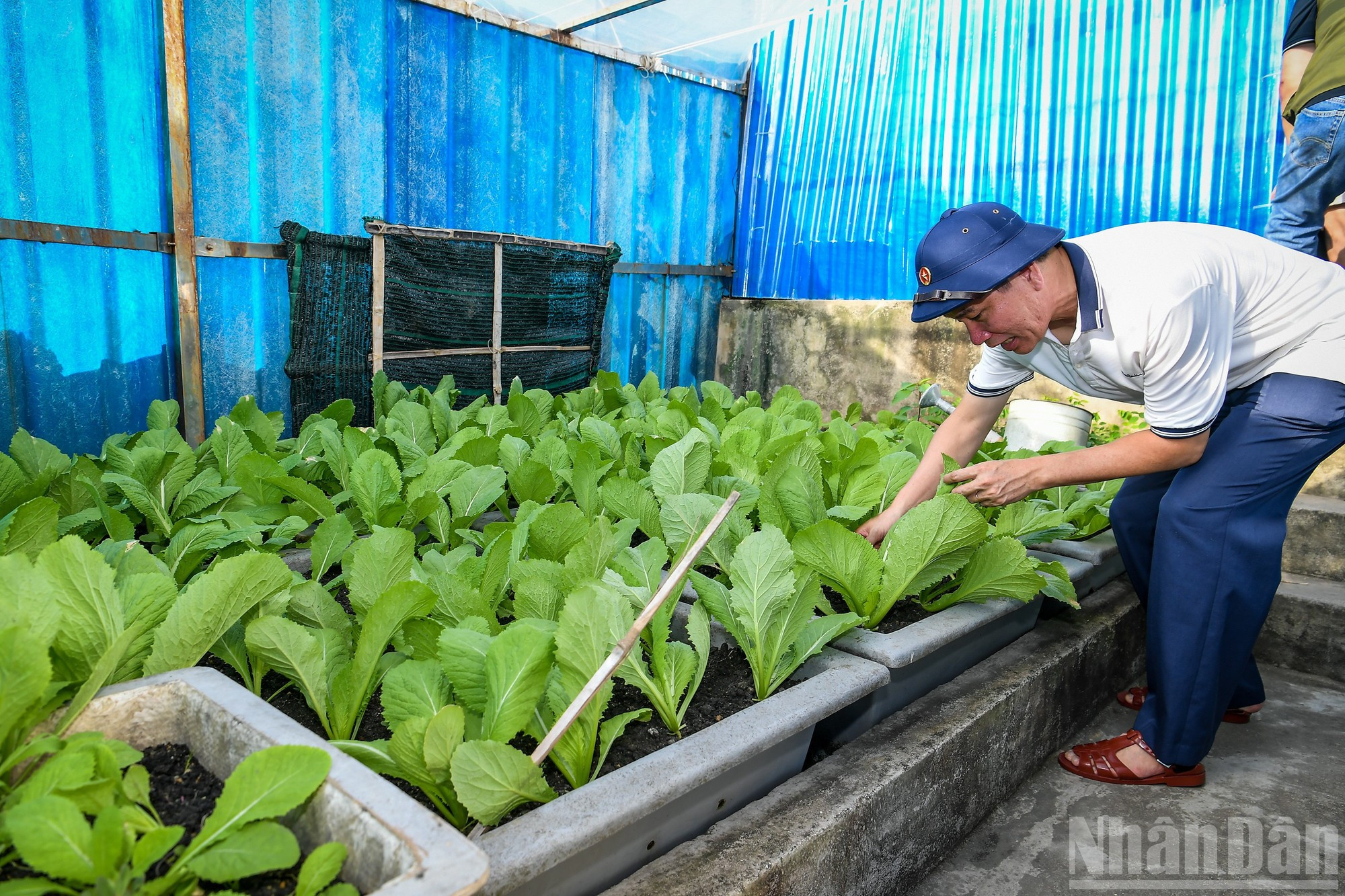 Le journaliste Thanh Chau (journal Nhân Dân) a visité le potager sur l'île de Da Thi. ts-thanh-chau-ndel.jpg