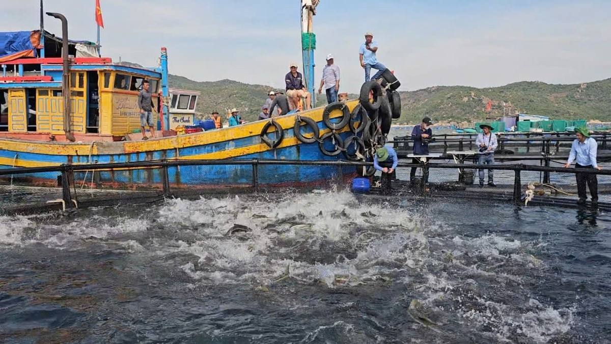 Khanh Hoa est en train de transformer ses modèles d’aquaculture, passant de pratiques obsolètes à des systèmes modernes. Photo : nongnghiep. nuoi-bien-nongnghiep.jpg