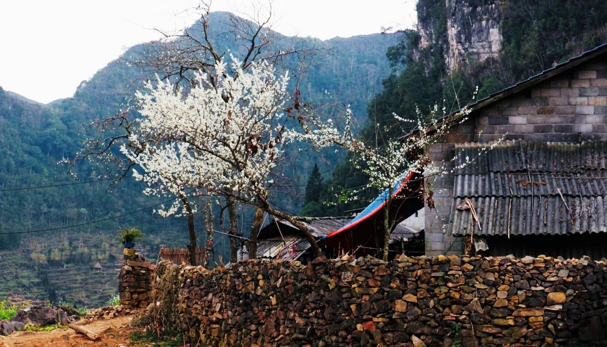 Lao Xa est devenu une destination incontournable de Ha Giang, prisée des voyageurs domestiques et internationaux désireux de découvrir la culture des H’Mông locale. Photo : laodong. ban-lao-xa-ha-giang-laodong.jpg