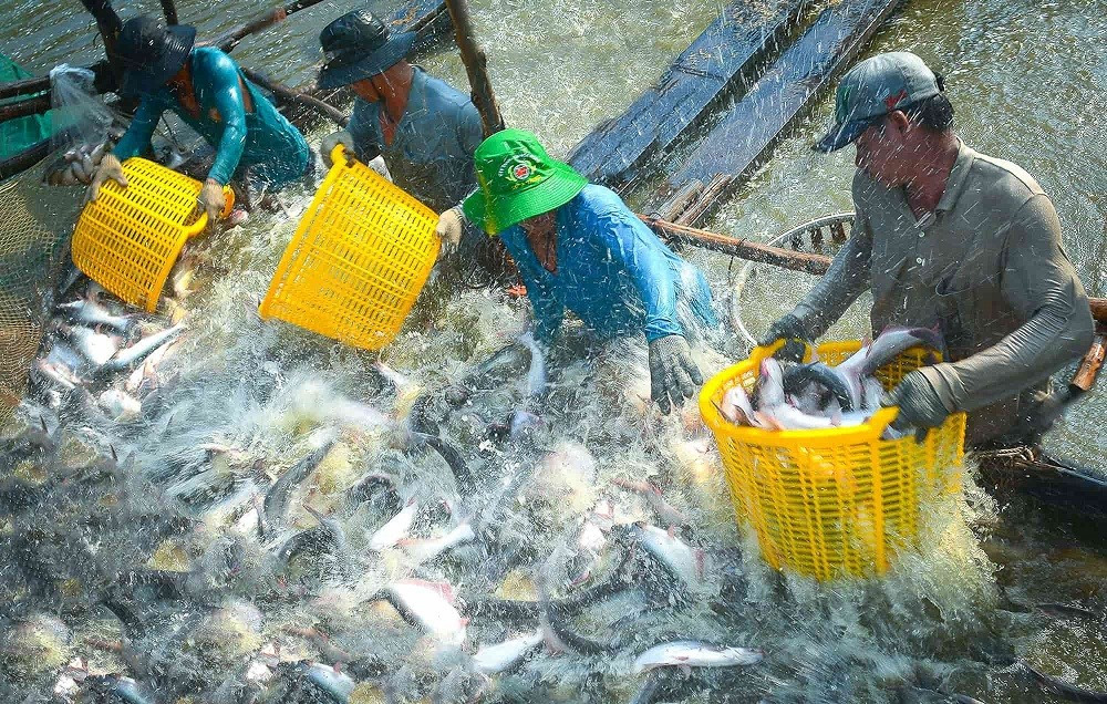 Récolte de pangasius à Dong Thap. Photo : Saigontimes. ca-tra-saigontimes.jpg