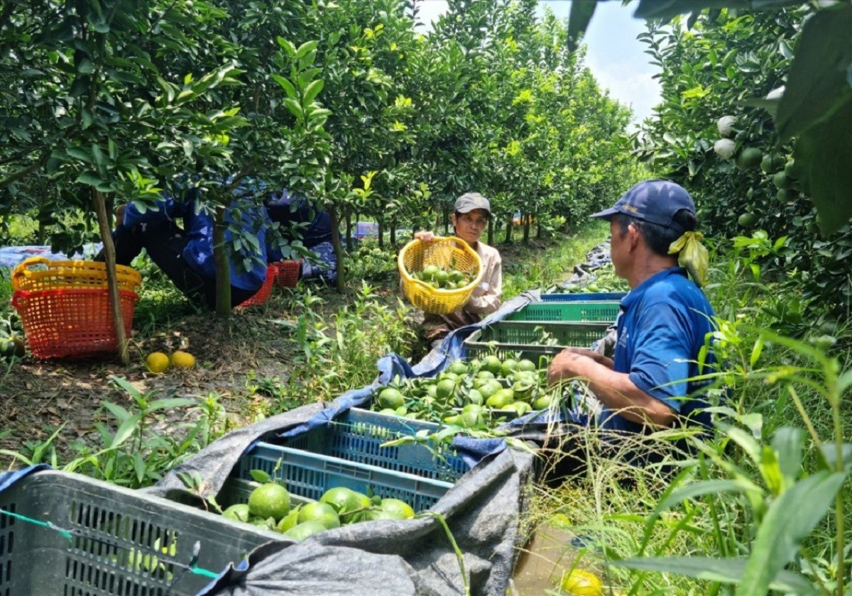 Récolte d'oranges à Tra On, province de Vinh Long. Photo : baolaodong. orange-vinh-long-laodong.jpg
