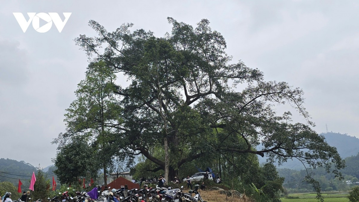 Le banian pluricentenaire du village de Tong Xanh est le lieu des rites sacrés de la fête Roong Pooc du printemps Binh Ngo 2026. Photo : VOV.