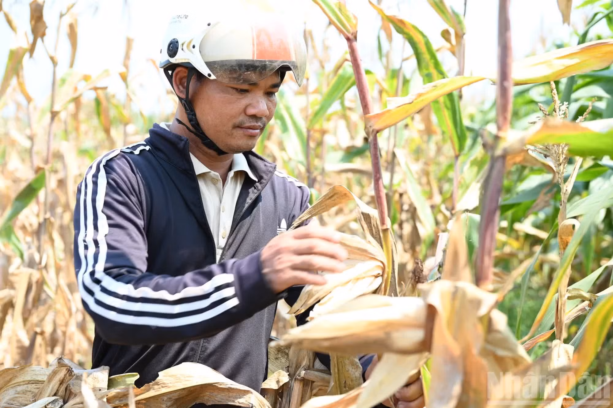 Dans la commune de Huong Khe, la persistance de la vague de chaleur entraîne un début de flétrissement de plusieurs cultures sèches, notamment le maïs.