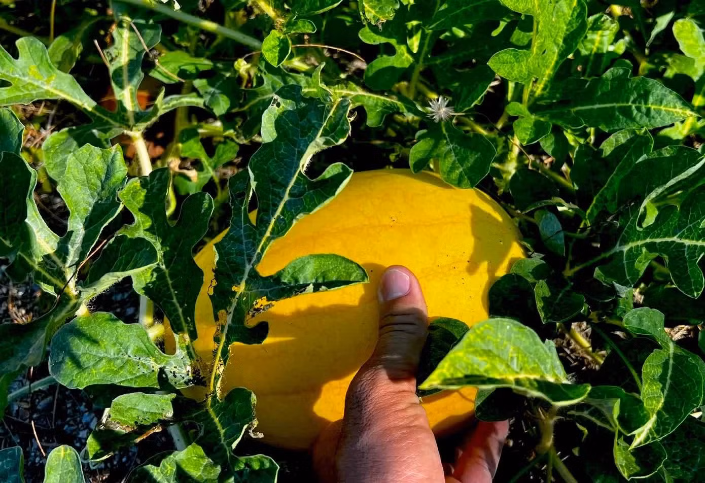 Pourtant, dans cet environnement insulaire exposé toute l’année au soleil, au vent et à l’air marin salé, les plants parviennent néanmoins à fleurir et à fructifier.
