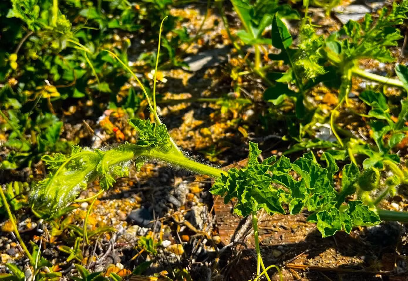 Les tiges de pastèque s’élancent sous le soleil, le vent et l’air salin de la mer.