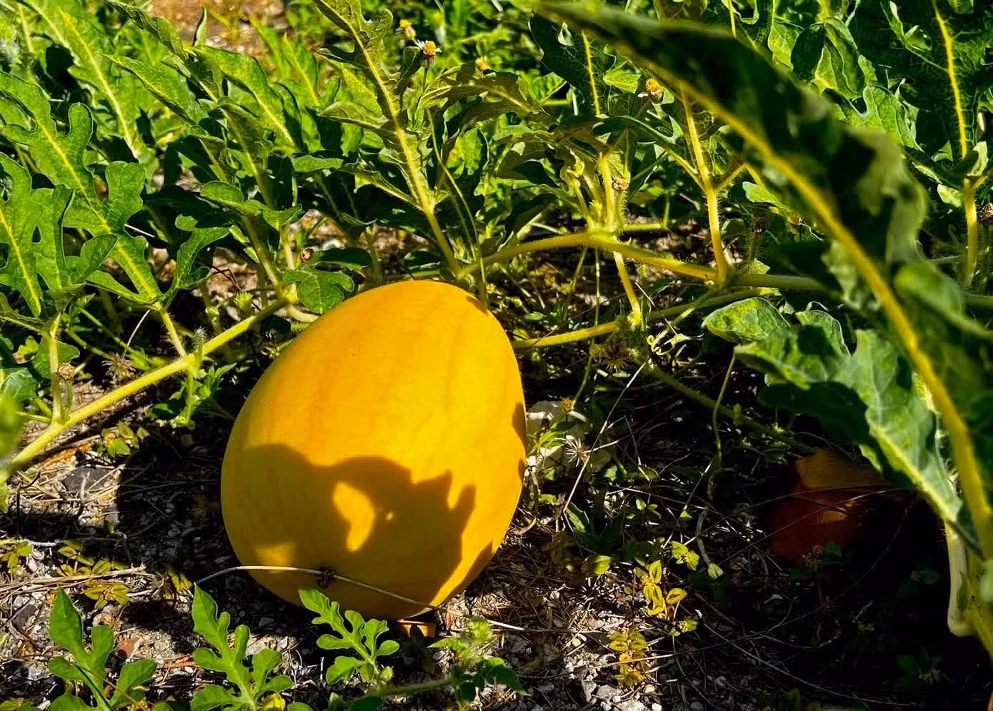 Chaque plant n’est laissé qu’avec un à deux fruits afin d’en garantir la qualité.
