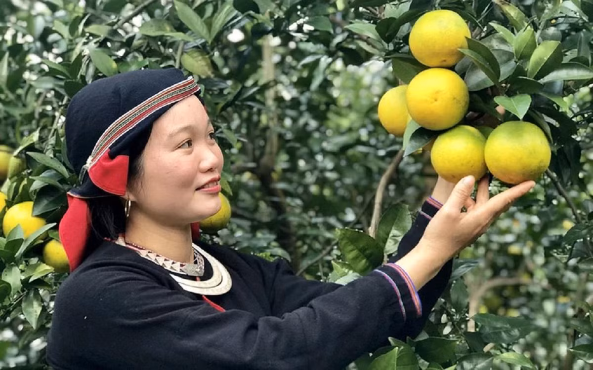 Les femmes issues des minorités ethniques de la province de Tuyen Quang s’engagent activement dans la promotion d’une agriculture verte, contribuant à la construction de la nouvelle ruralité. Photo : baophunu.