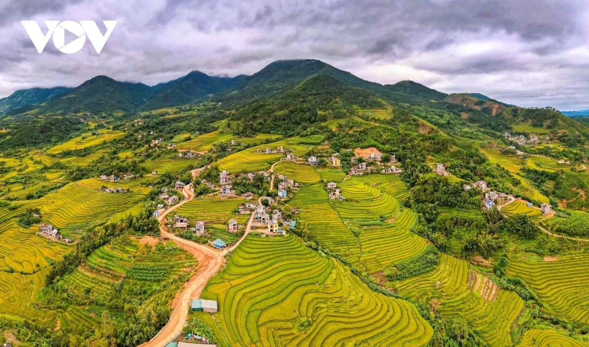 Splendeur des rizières dorées et des roseaux blancs aux confins de Quang Ninh