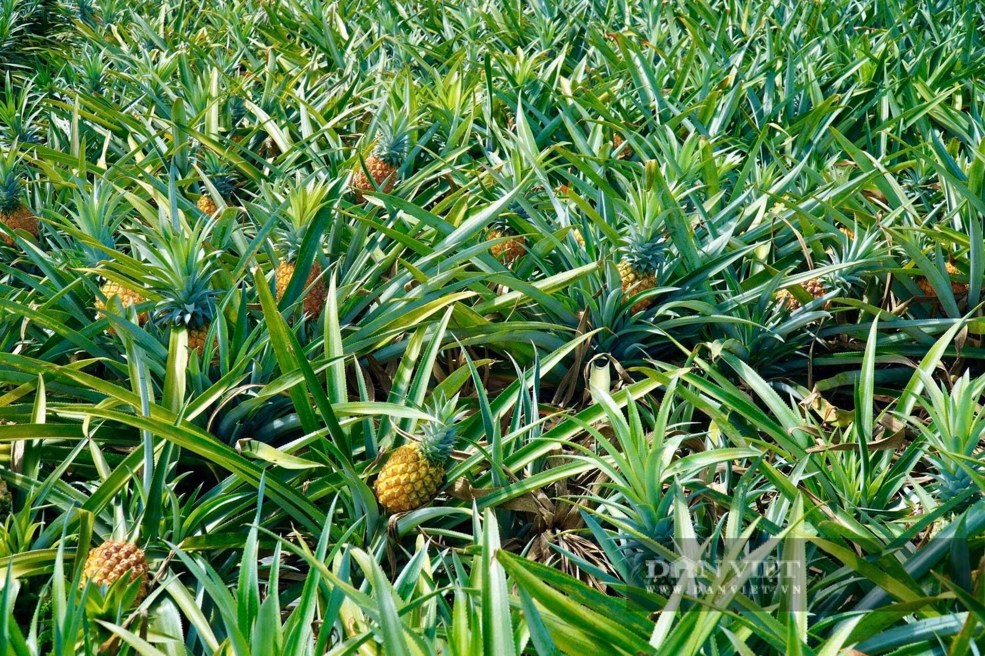 ananas-ha-long.jpg