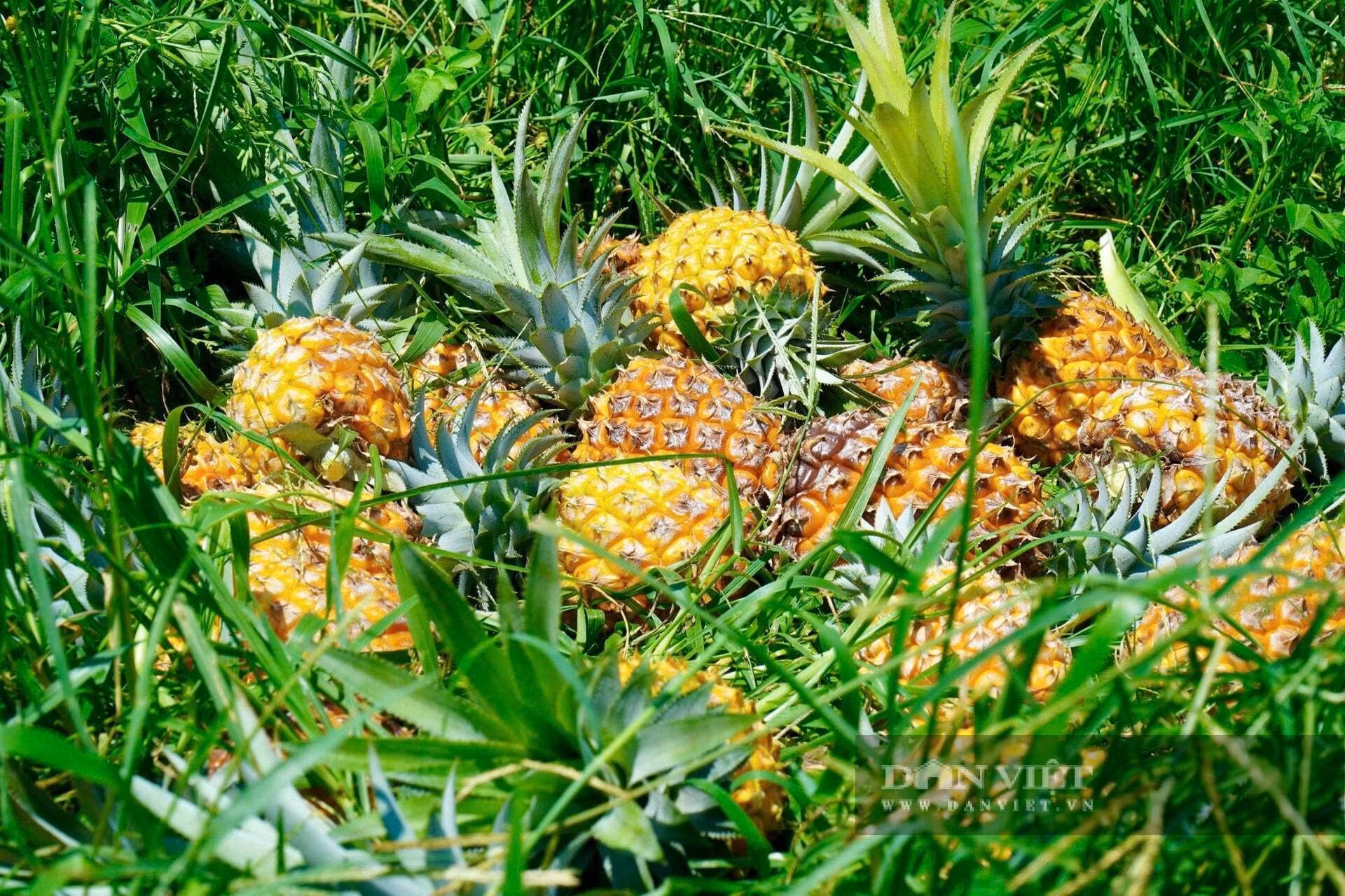 ananas-muri.jpg