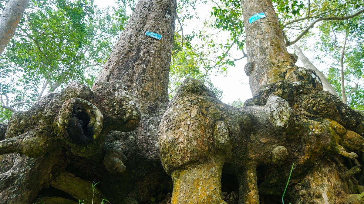 Des racines géantes aux formes étranges à l’étang Ba Om. Photo : laodong. re-ao-ba-bom-laodong.jpg