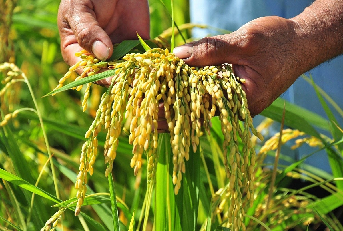 D’un pays importateur de produits alimentaires, le Vietnam est devenu l’un des principaux exportateurs agricoles mondiaux. Photo : congthuong. xk-congthuong.jpg