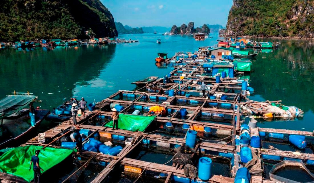 Le village de pêcheurs de Cua Van, dans la baie de Ha Long, est devenu une attraction touristique populaire où les visiteurs affluent pour découvrir ce mode de vie unique. Photo : NDEL. lang-chai-cua-van-ndel.jpg