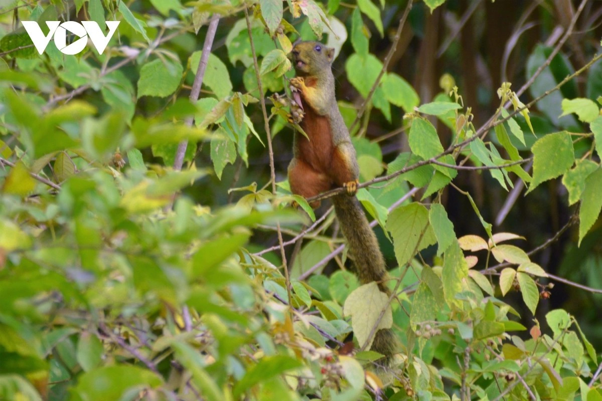 Un écureuil dans son habitat naturel à Kon Ka Kinh. Photo : VOV. soc-vov.jpg