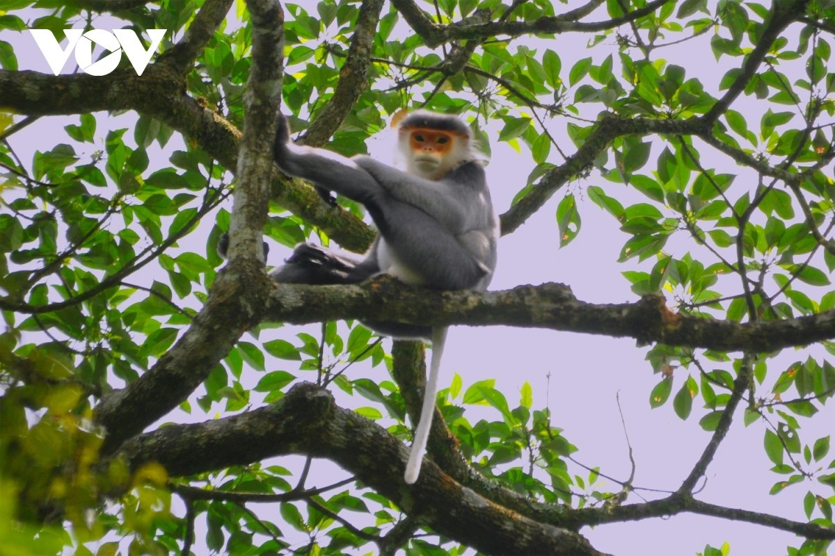 Un langur à jambes grises au parc national de Kon Ka Kinh. Photo : VOV. vooc-vov.jpg