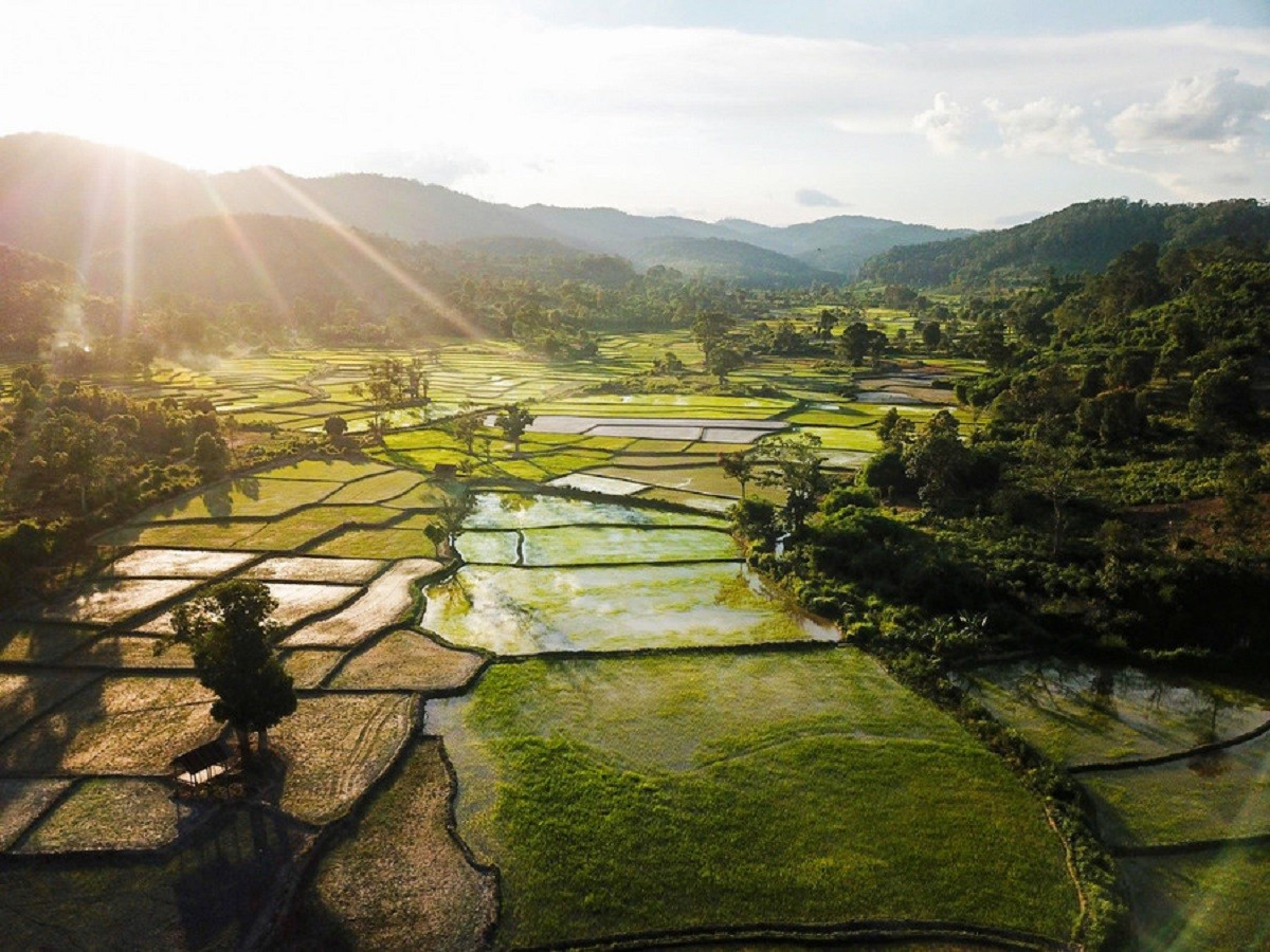Les rizières cultivées par les Bahnar dans le parc national Kon Ka Kinh. Photo : baogialai. lua-ba-na-baogialai.jpg