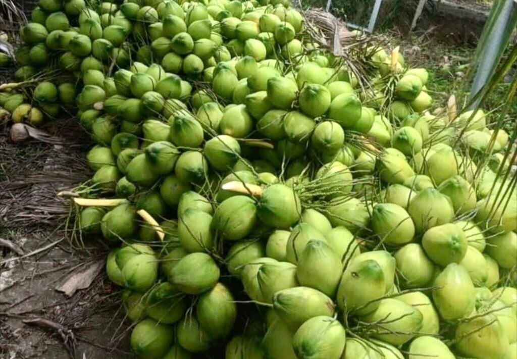 La province de Vinh Long (Sud) s’impose comme capitale du cocotier du Vietnam avec plus de 120 000 hectares (soit 50% de la superficie nationale).