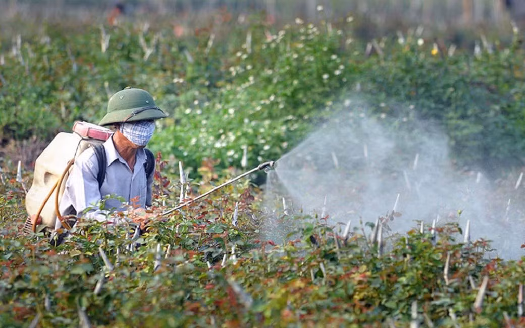 Ces dernières années, l’utilisation des produits phytosanitaires biologiques connaît une forte progression à l’échelle mondiale. Photo : Vneconomy.