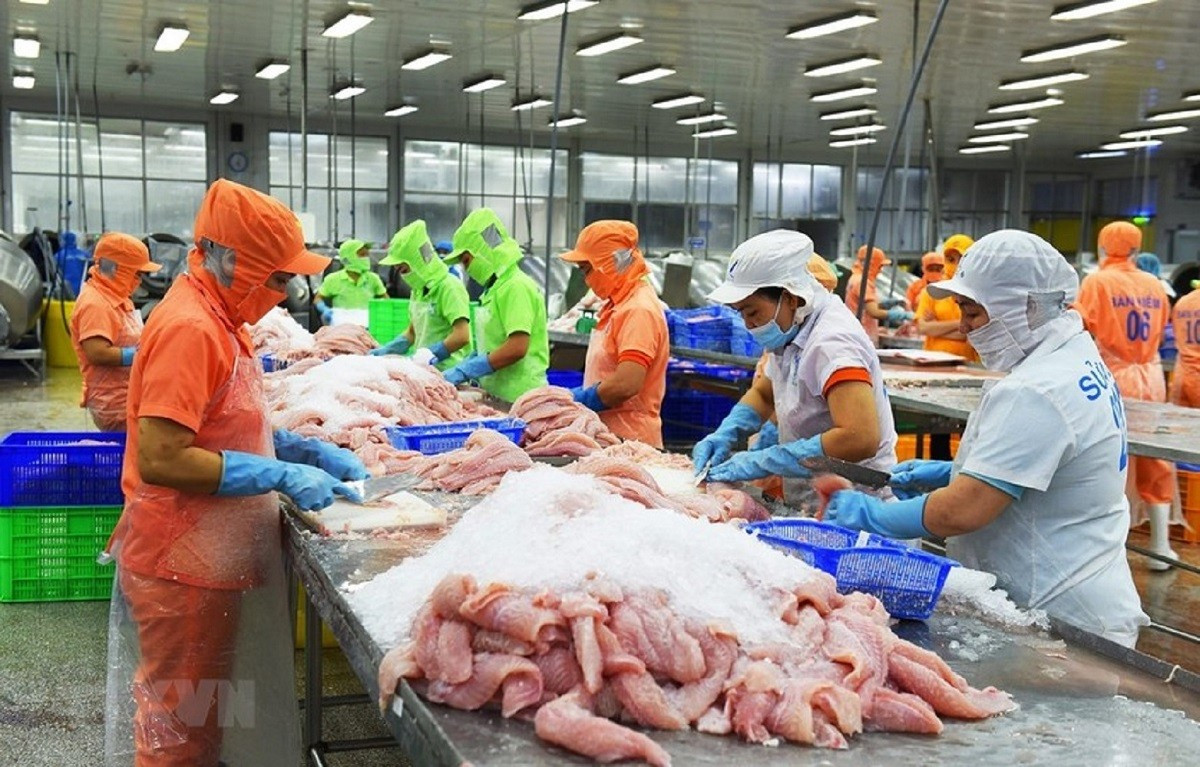 L'UE est l'un des plus grands marchés d'importation de pangasius du Vietnam. Photo : VNA. pangasius-vneconomy.jpg