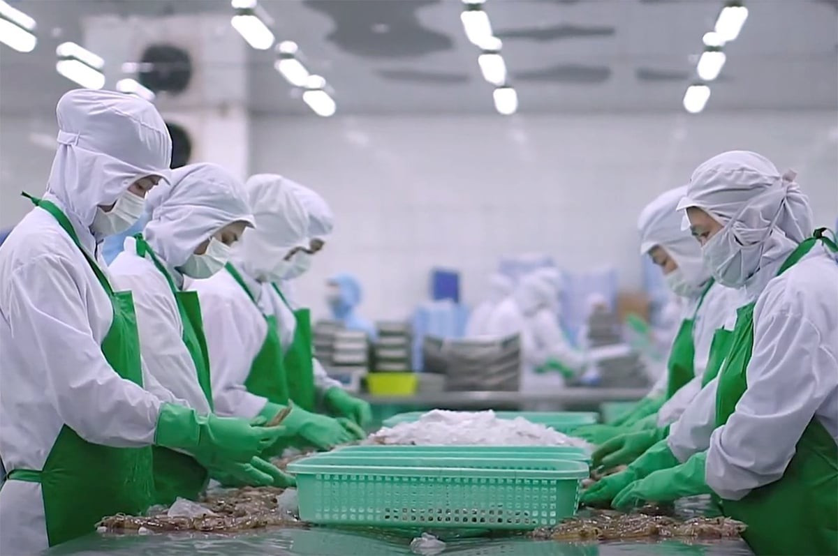 Transformation de crevettes pour l'exportation. Photo : Nongnghiep. crevettes-nongnghiep.jpg