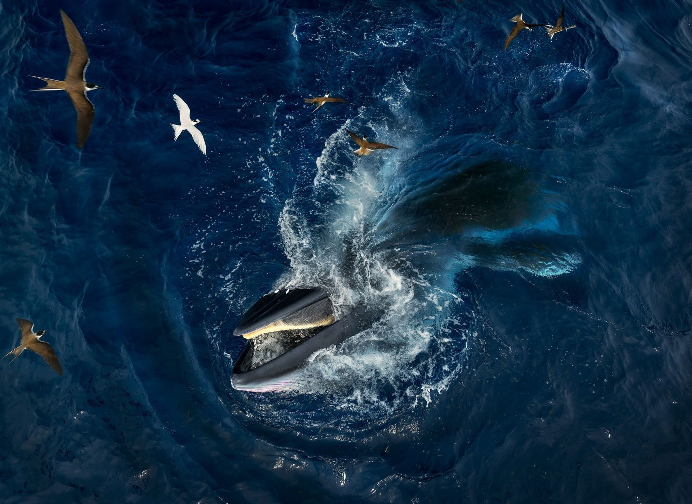 Photo : TPO. baleine-1.jpg