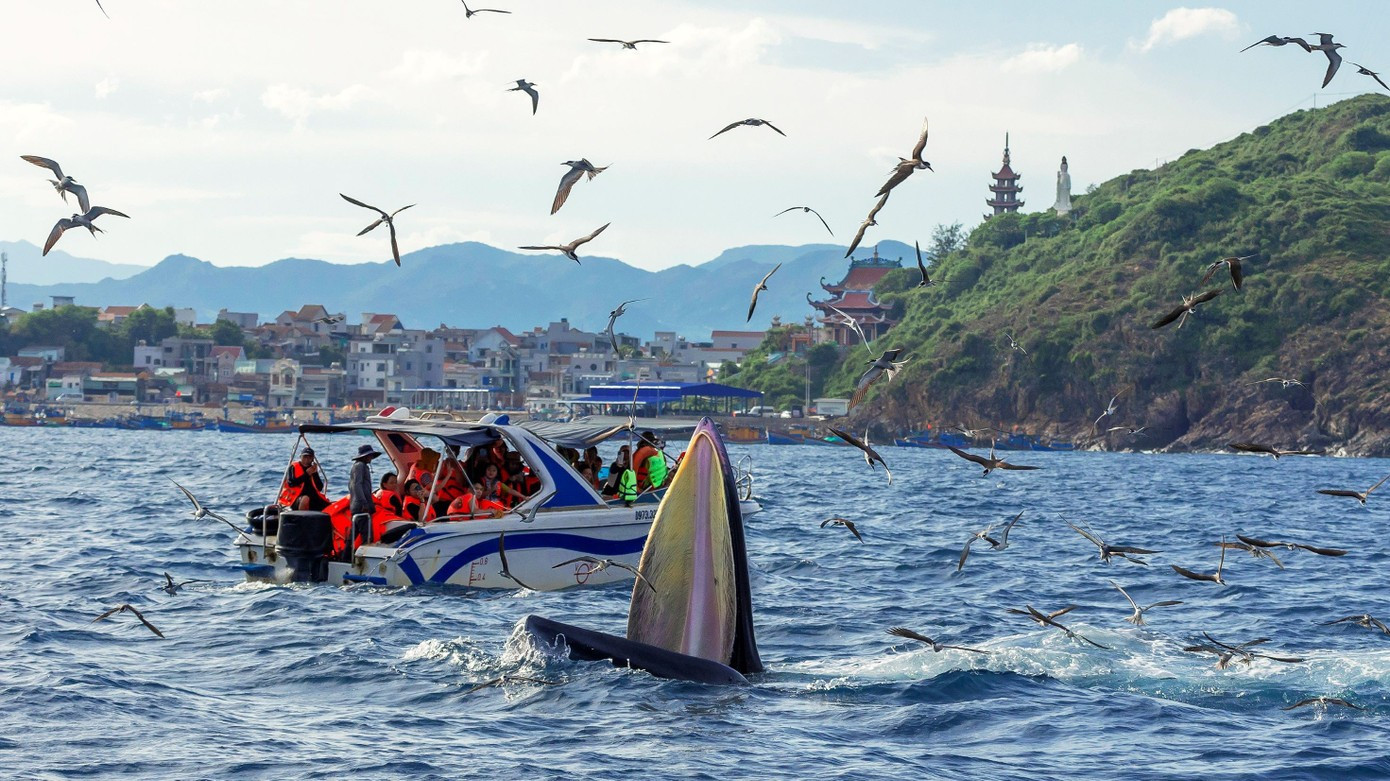 Photo : TPO. baleine-8.jpg