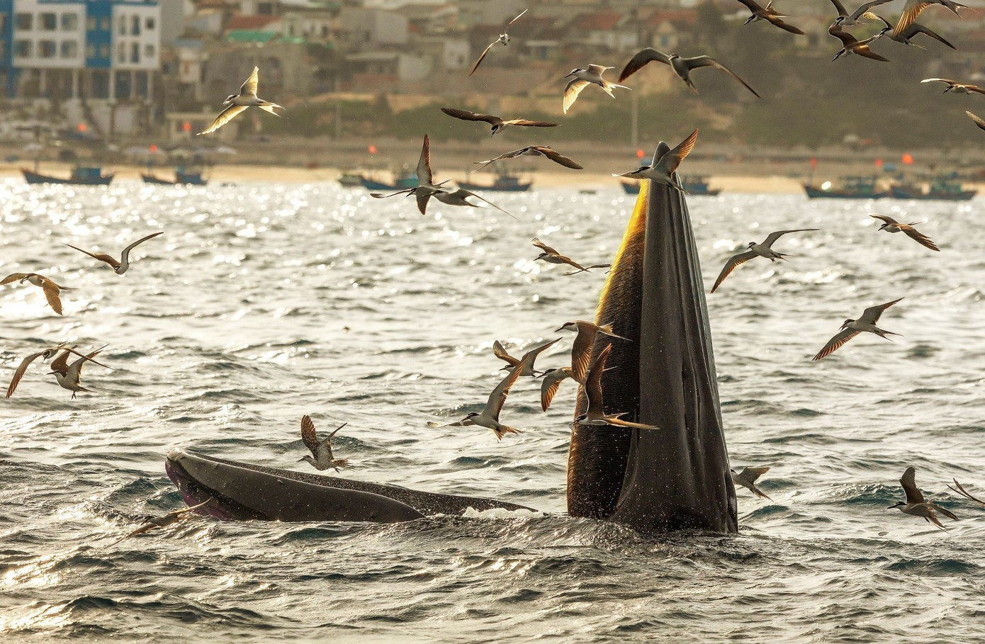 Photo : TPO. baleine-6.jpg