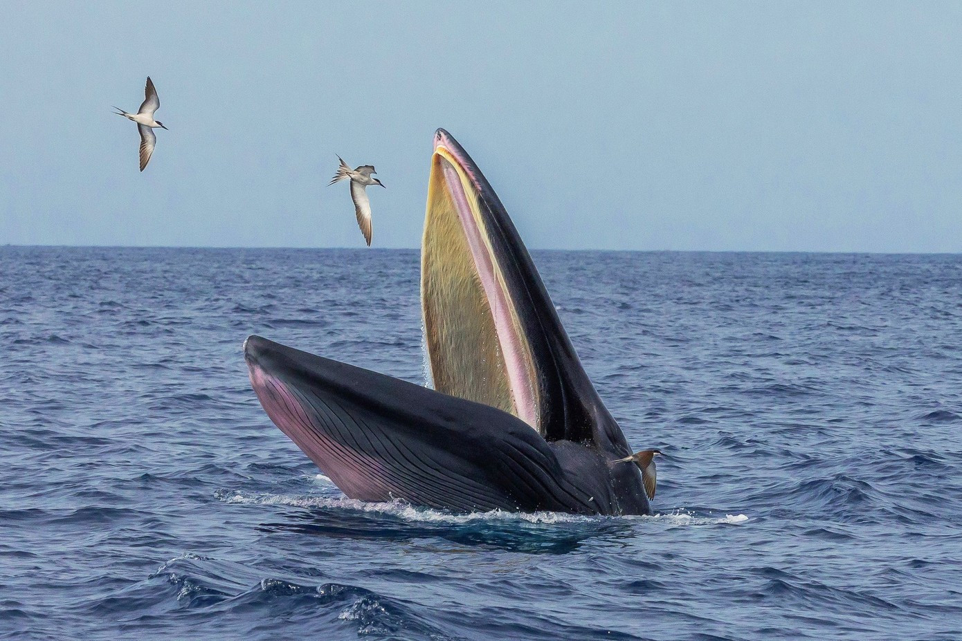 Photo : TPO. baleine-12.jpg