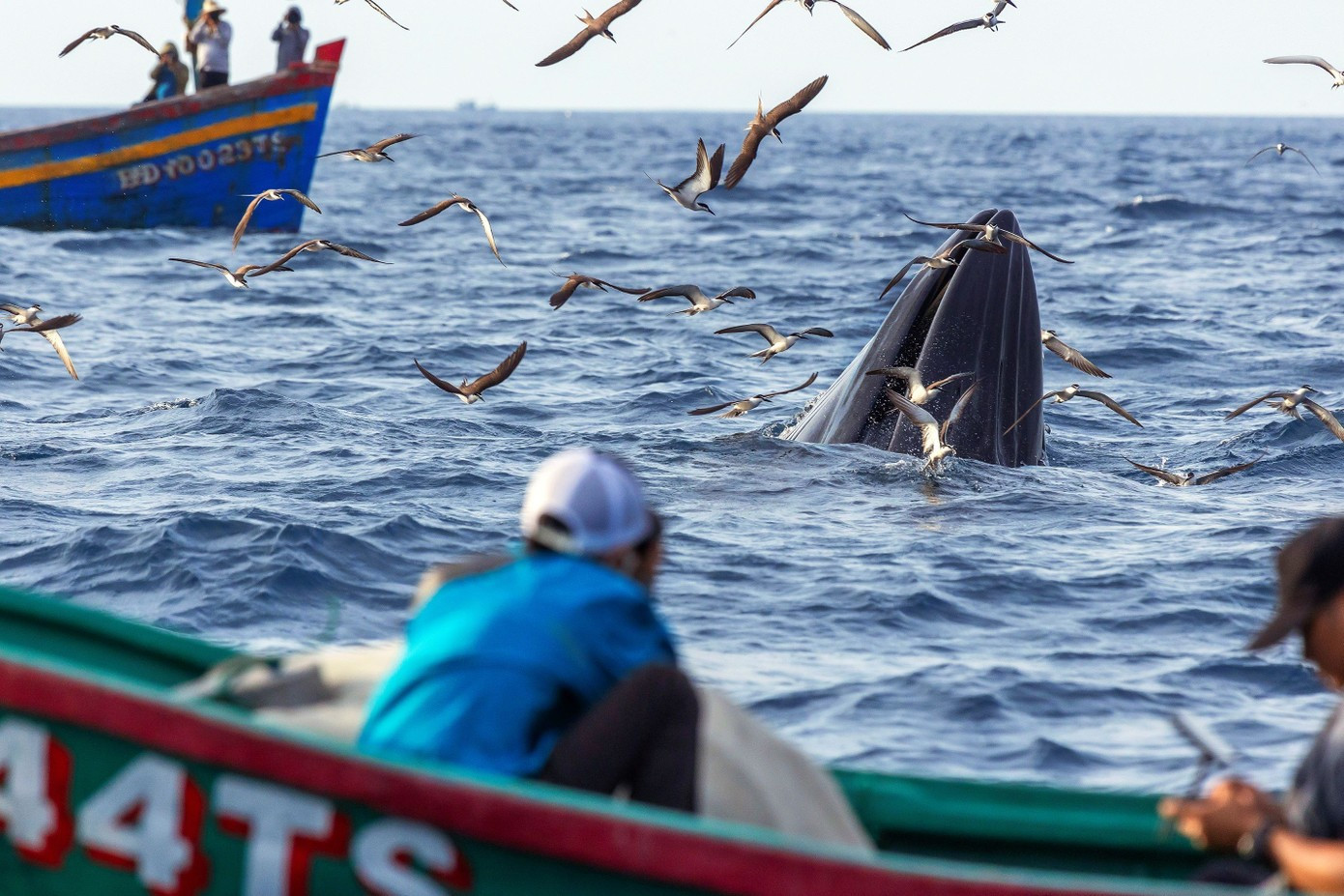 Photo : TPO. baleine-11.jpg