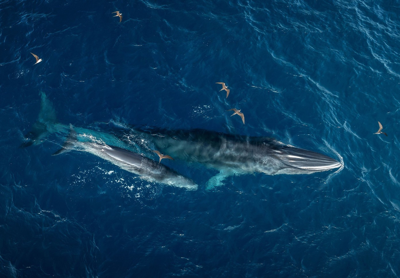 Photo : TPO. baleine-13.jpg