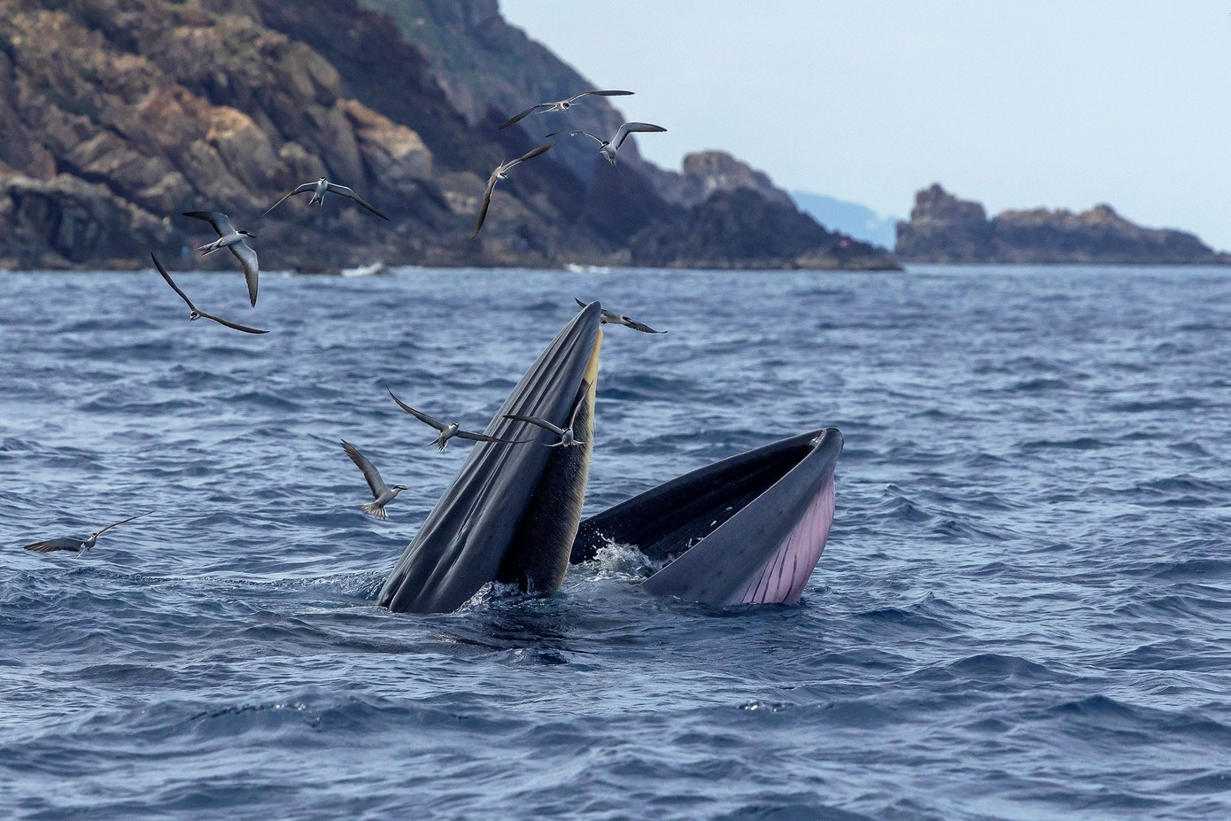 Photo : TPO. baleine-9.jpg