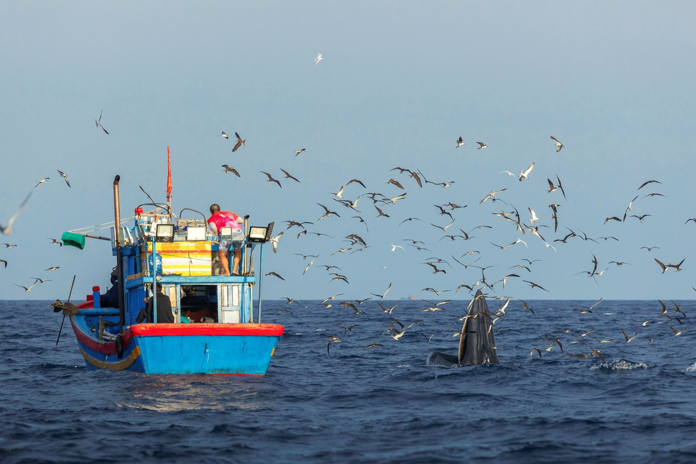 Photo : TPO. baleine-2.jpg