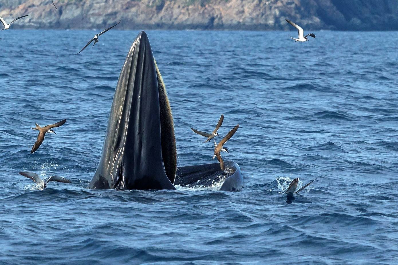 Photo : TPO. baleine-10.jpg
