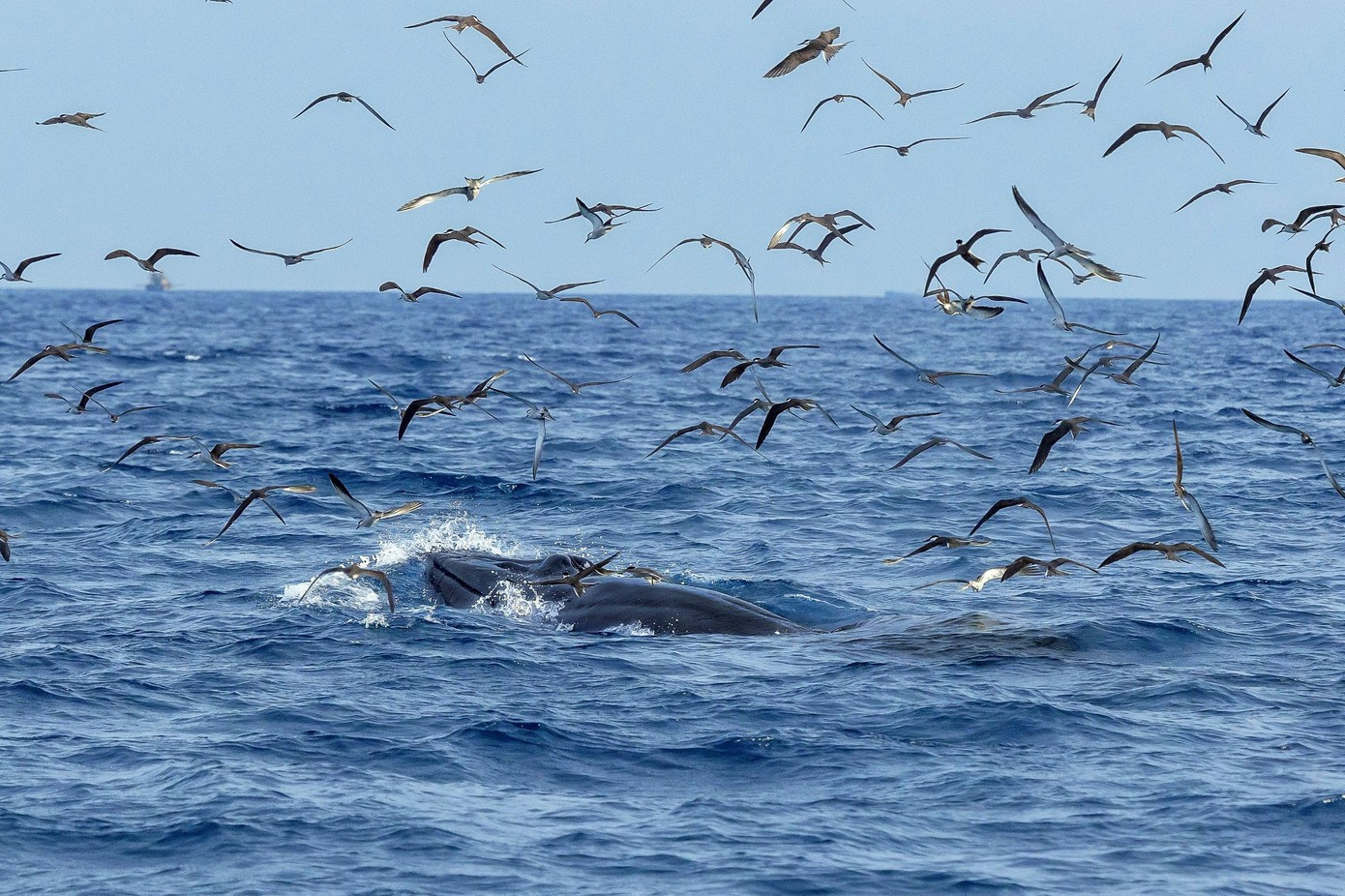 Photo : TPO. baleine-3.jpg