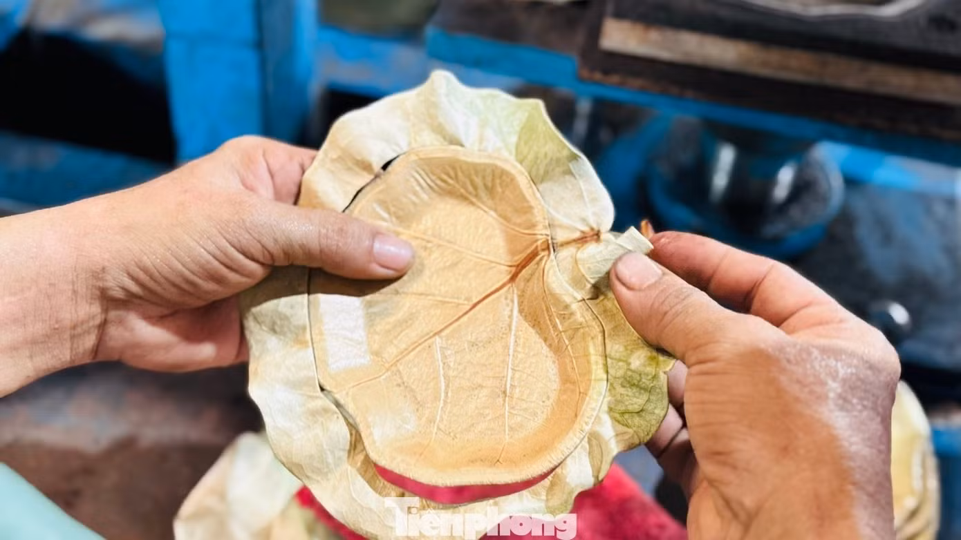 Les feuilles de badamier vietnamiennes à la conquête de marchés internationaux