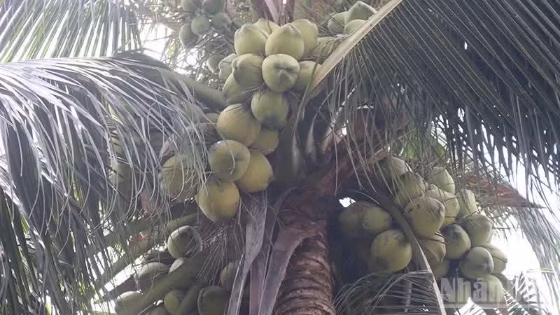 Un cocotier chargé de fruits dans la commune de Hieu Thanh, province de Vinh Long.
