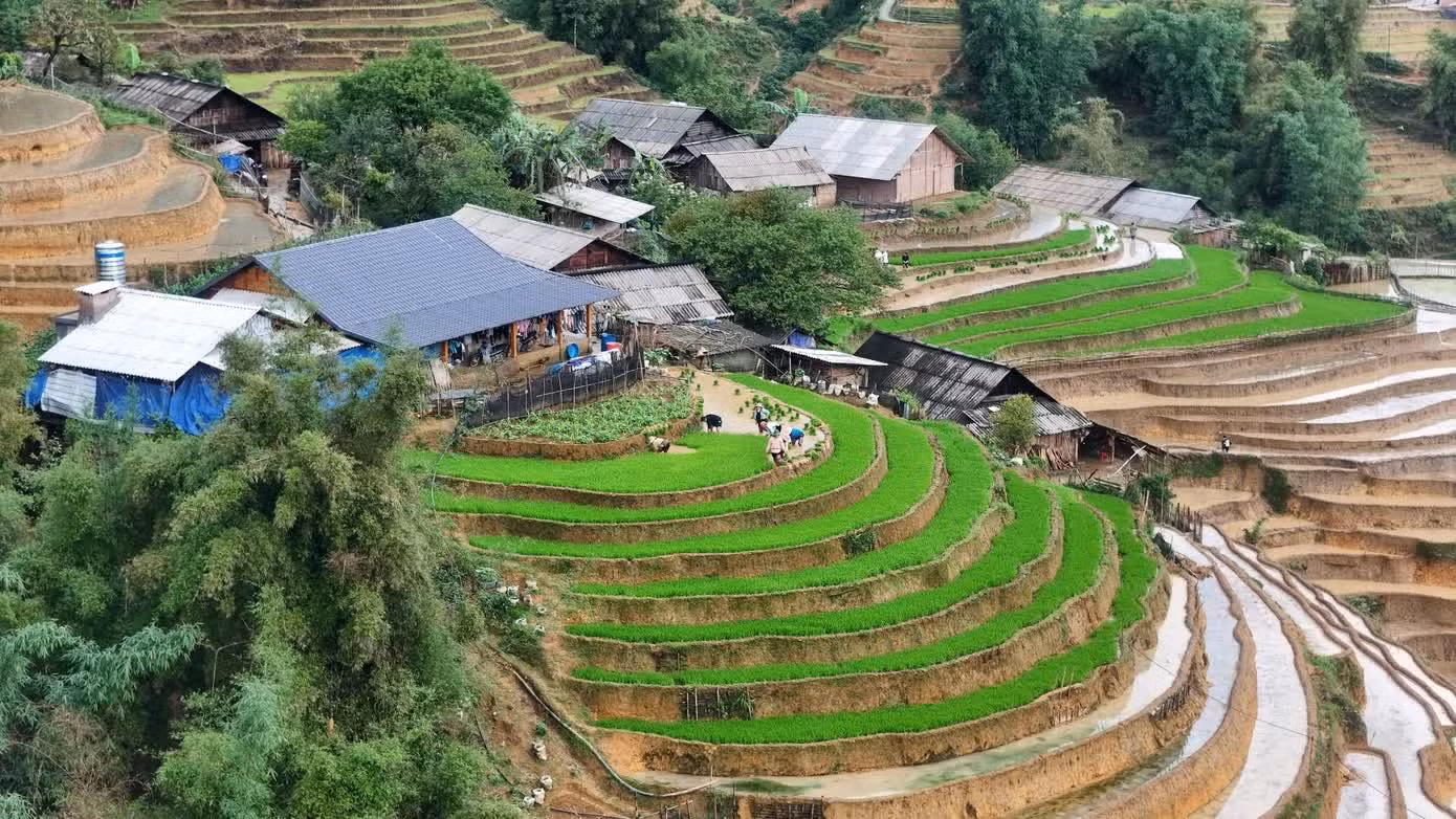Depuis la mi-mai, les agriculteurs repiquent le riz dans les parcelles désormais gorgées d'eau, et les terrasses se parent progressivement du vert tendre des jeunes pousses de riz.