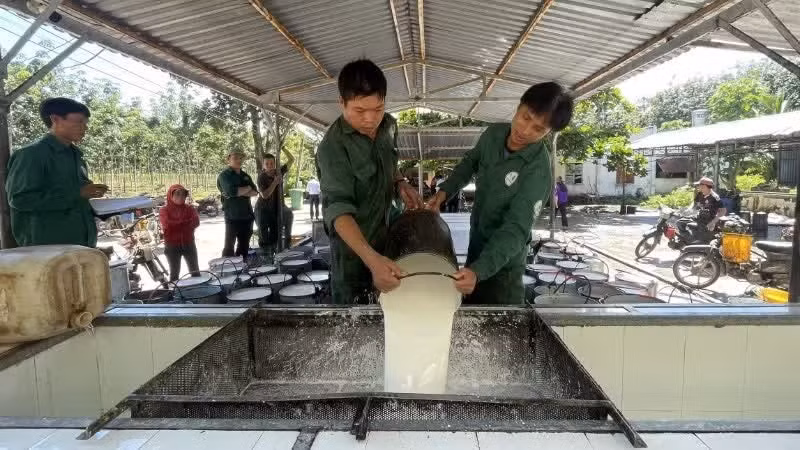 Des ouvriers transvasent le latex au sein d’une équipe de production de la société par actions de caoutchouc de Tan Bien. Photo : NDEL.