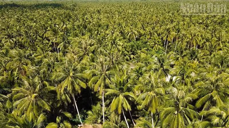 Les vastes cocoteraies verdoyantes de la commune de Tieu Can, dans la province de Vinh Long.
