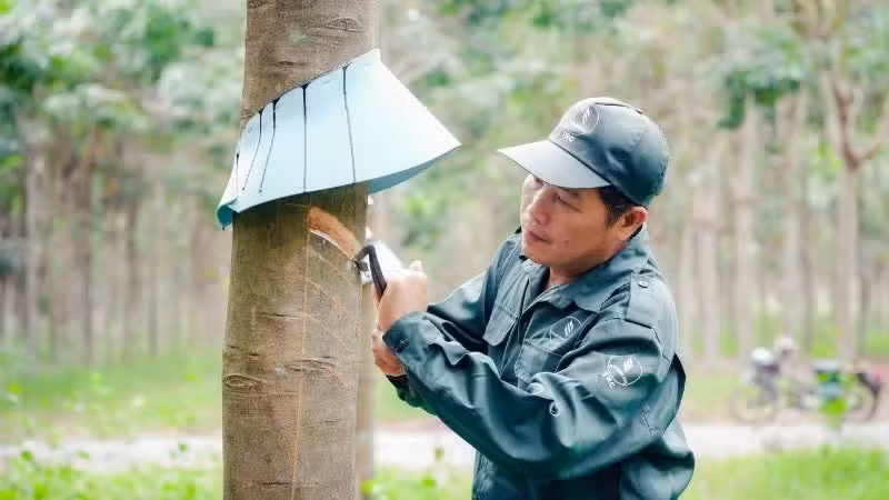 Un ouvrier procède à la récolte du latex dans les plantations de la société par actions de caoutchouc de Tay Ninh. Photo : NDEL.