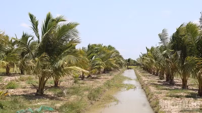 Des agriculteurs de la commune de Binh Phu, dans la province de Vinh Long, convertissent leurs rizières en plantations de cocotiers à haut rendement.