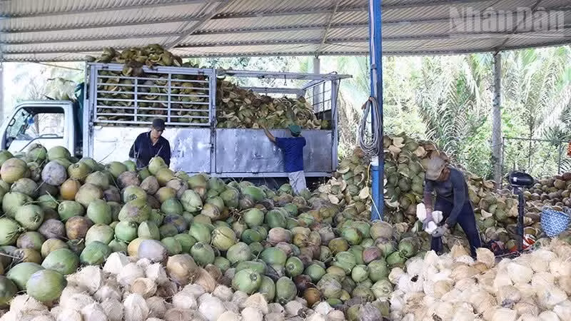 Un établissement de collecte et de prétraitement des noix de coco dans la commune de Nhi Long, province de Vinh Long.