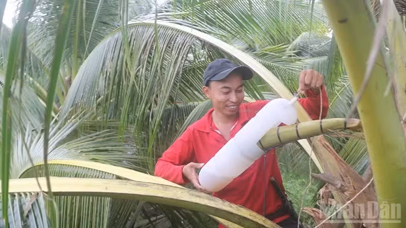 Des agriculteurs de la commune de Tieu Can récoltent la sève florale de cocotier.