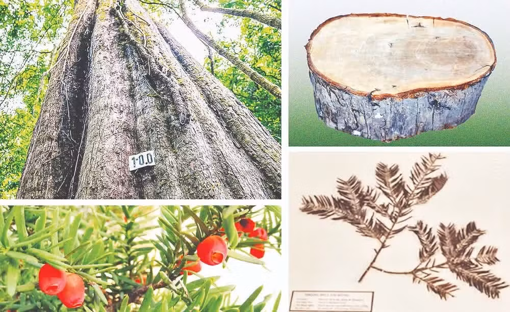 Images et spécimens de Taxus wallichiana Zucc exposés au musée de Lam Dong. Photo : NDEL.