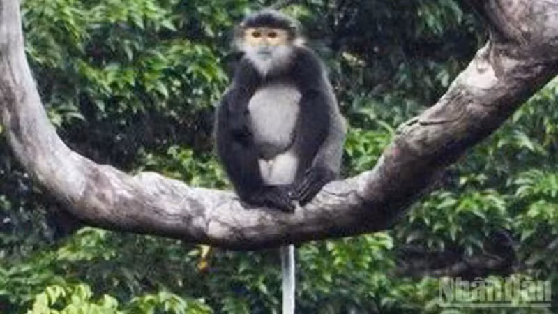 Un individu adulte de douc à pattes noires.