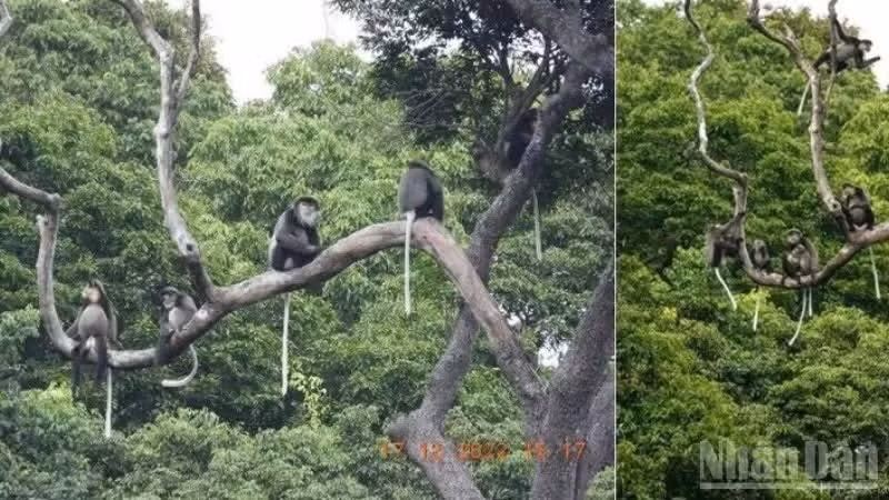 Les doucs à pattes noires vivent dans les forêts primaires des parcs nationaux de Nui Chua et de Phuoc Binh.