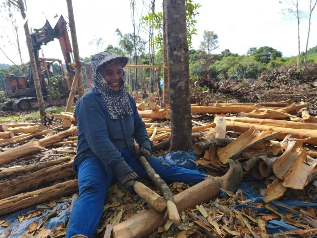 La joie est revenue lorsque les habitants d’An Toan ont constaté le changement positif de leur vie apporté grâce à la cannelle. Photo : VOV. joie-des-habitants-cong-troi.jpg