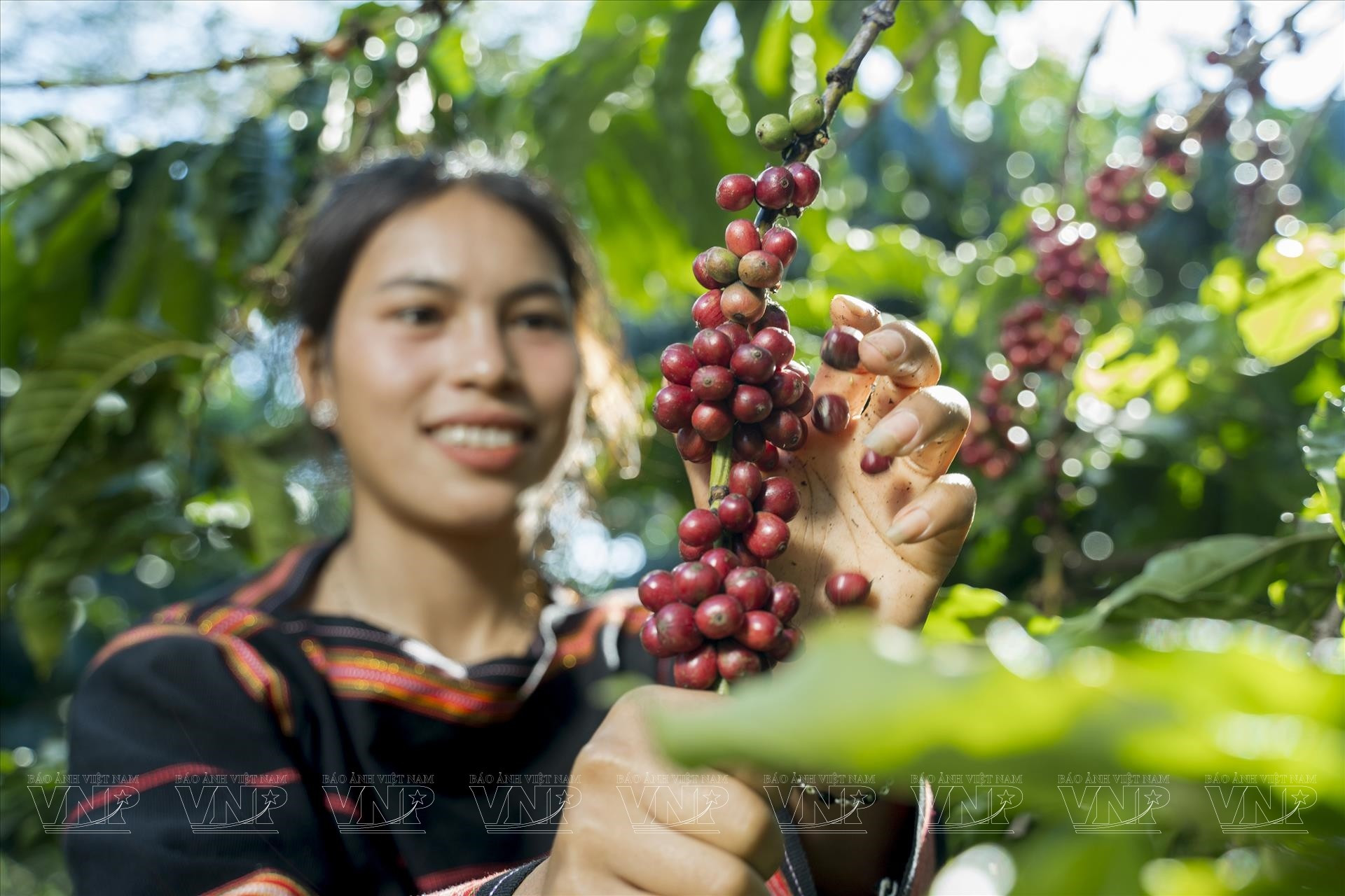 Les superficies de café certifiées durables (Rainforest Alliance, Common Code for the Coffee Community - 4C) se multiplient rapidement. Photo : VNP.
